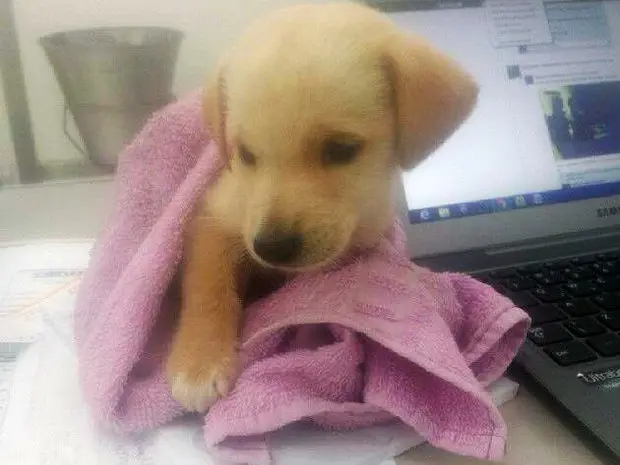 Cão é encontrado com pênis cortado em São Vicente, SP (Foto: Carlos Alberto Molina / Arquivo Pessoal)