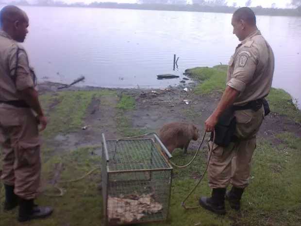 Capivara foi liberada no Parque do Marapendi (Foto: Libni Pimentel dos Santos/ Grupamento de Defesa Ambiental)