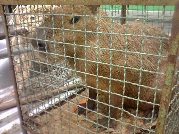 Capivara foi resgatada em condomínio na Barra da tijuca (Foto: Libni Pimentel dos Santos/ Grupamento de Defesa Ambiental)