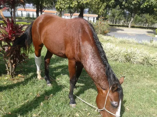 Cassino ainda precisa de ajuda para se recuperar. Para isso a entidade conta com a solidariedade da comunidade. (Foto: Divulgação)
