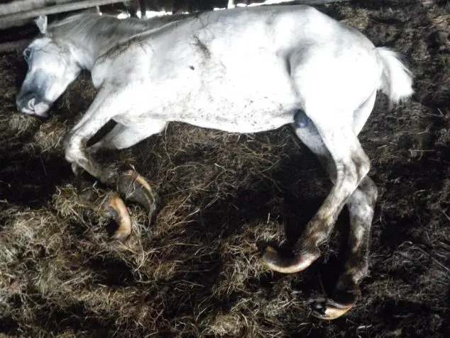 A corte ouviu que os cascos dos 9 cavalos do Sr. Evans estavam em um estado tão intratável foi decidido por um veterinário colocá-los para dormir, em vez de fazer com que sofressem mais.