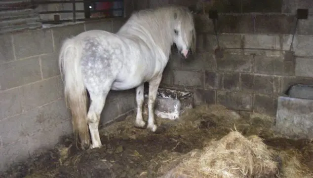 Audiência no tribunal: O senhor Evans também foi proibido de manter cavalos por dez anos após ser declarado culpado de causar sofrimento desnecessário e não atender às necessidades de seus animais.