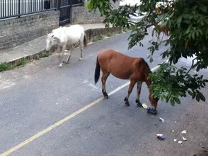 Cavalos passeam em rua do Bairro Bairu onde trafegam alunos (Foto: Neto Rocha/VC no MGTV