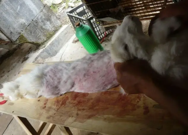 "Por favor, levem um tempo lendo o rótulo da peça que forem comprar. Caso diga 'angorá', deixe-a na arara", disse a organização PETA.