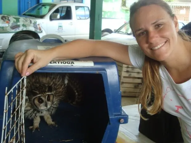 Coruja encontrada já recebe cuidados (Foto: Divulgação / Guarda Ambiental de Bertioga)