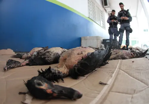 Alguns animais já estavam mortos (Foto:  Arthur Castro)