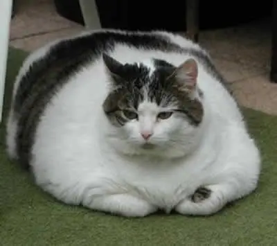 Sinais nos gatos são mais sutis. (Foto: Divulgação)