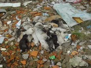 Gatos mortos foram abandonados em uma esquina do centro de Belém (Foto: G1)
