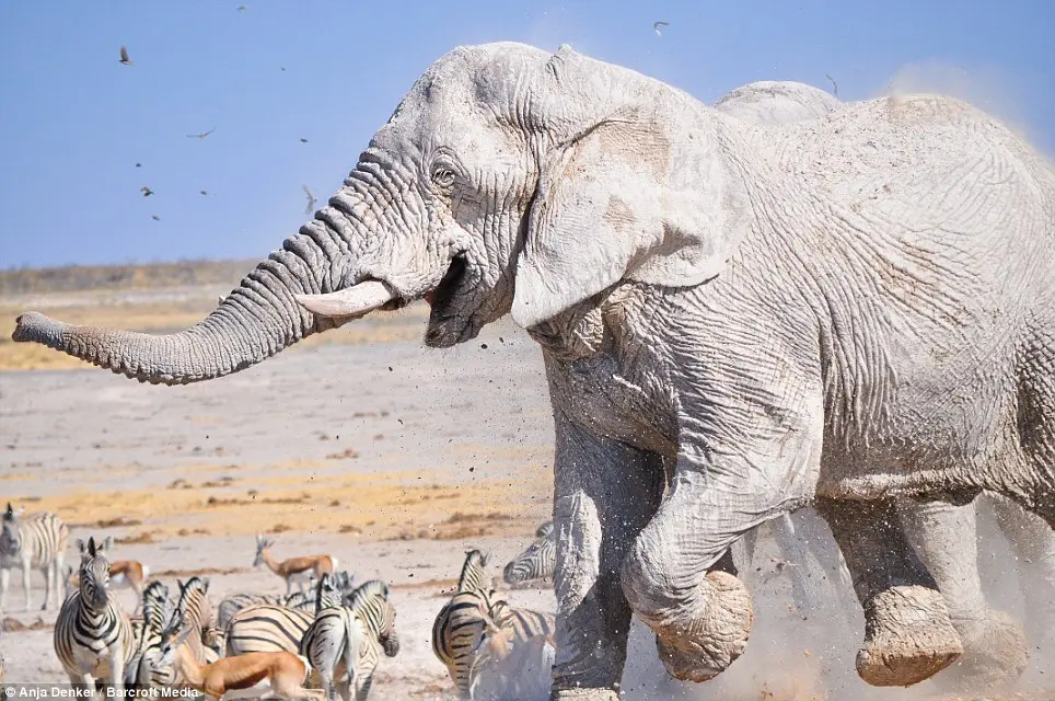 Sorridente: um elefante empoeirado rindo em frente a um grupo de zebras e gazelas no Parque Nacional de Etosha, Namíbia.