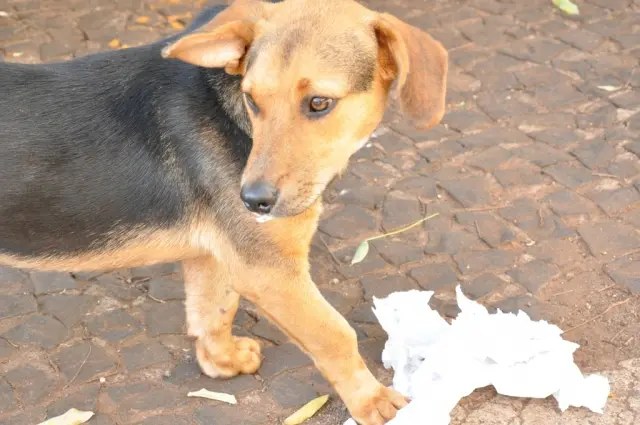 Lei de proteção animal pode ser colocada em prática ainda este ano. (Foto: Divulgação)