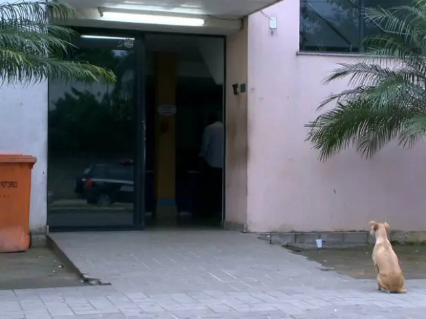 Cadela esperou pelo dono em frente ao Departamento de Polícia Judiciária de Vitória. (Foto: Reprodução/ TV Gazeta)