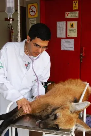 Veterinário baseia palestra em pesquisas científicas  (Foto: Claudio Yudi/ Divulgação)