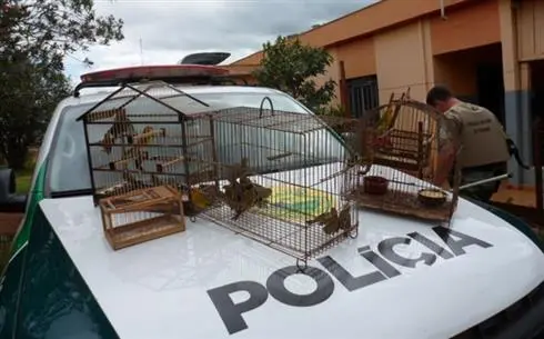 Duas armas e 23 pássaros silvestres são apreendidos em residência. (Foto: Divulgação PMA) 