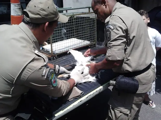Agentes encontraram garça na Taquara, Zona Oeste do Rio (Foto: Divulgação/ Guarda Municipal)