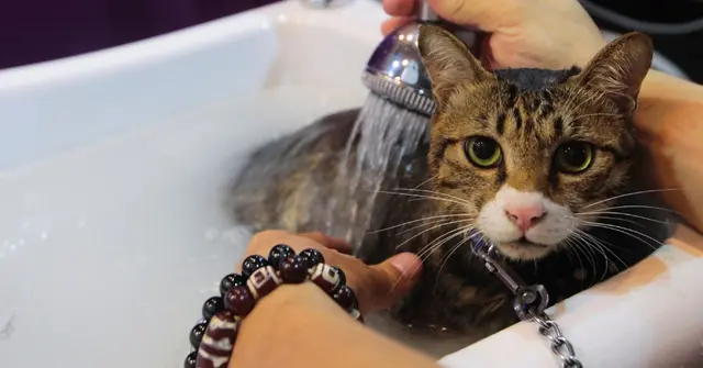 É indicado dar mais banhos no animal doméstico nas épocas mais quentes. Até dois banhos por semana são indicados. Para animais peludos, a tosa também é recomendada para aumentar o bem-estar do animal. (Foto: Divulgação).