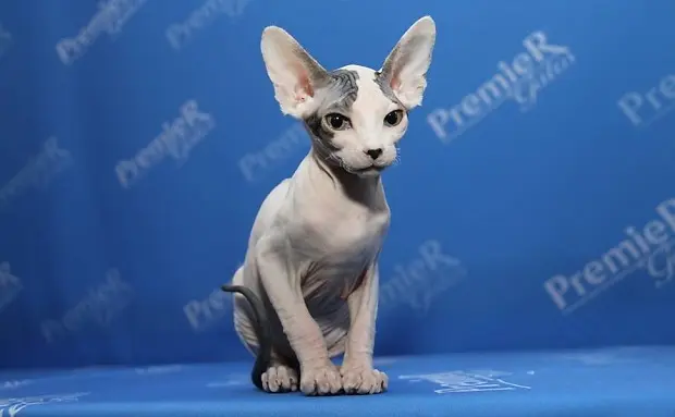 Gatos são expostos como se fossem peças de museu em evento em São Paulo. Foto: André Hanni/Divulgação/PremieR pet