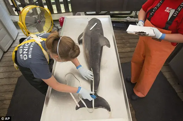 Propagação: Pesquisadores temem que o surto vá piorar com ervas movendo para o sul no inverno. Acima, os investigadores realizam a necropsia em um golfinho morto em Virginia Beach, Virginia, em agosto.