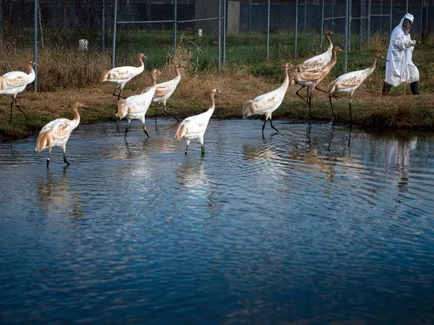 Aves ameaçadas de extinção nunca devem ver rosto ou ouvir voz de tratador. (Foto: Divulgação)