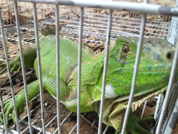 Iguana também foi recebida pela PM Ambiental e foi encaminhada ao Cetas (Foto: Walter Paparazzo/G1)