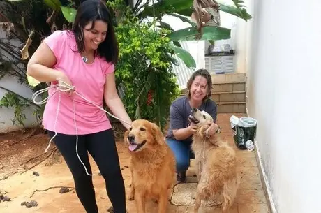 Cães estariam abandonados há cerca de dez dias (Foto: Reprodução/Facebook)