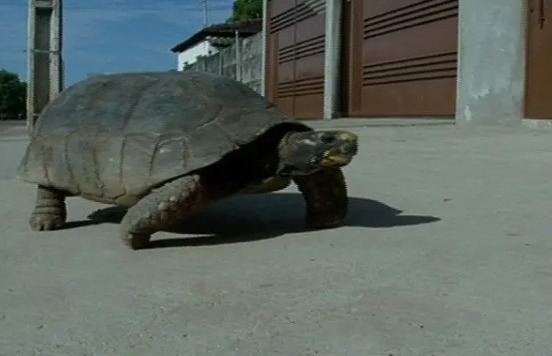 Jabuti foi resgatado pelos bombeiros após circular por ruas de Porangatu (Foto: Reprodução/TV Anhanguera)