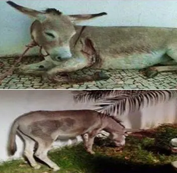 (Foto: Divulgação)