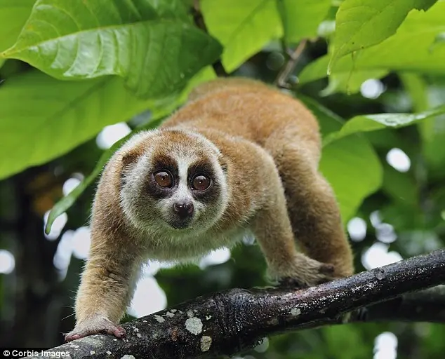 Selvagem: Existem oito espécies de loris lentos, espalhados por grande parte da Ásia e do Extremo Oriente.