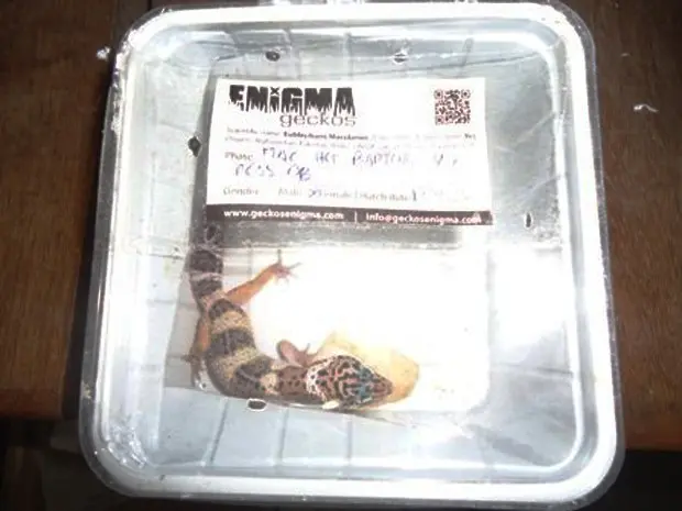 Lagartixa-leopardo vinha da Espanha, quando foi encontrada  (Foto: Divulgação/ Receita Federal)