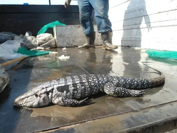 Lagarto foi encontrado morto por policiais ambientais (Foto: Divulgação/Polícia Ambiental)