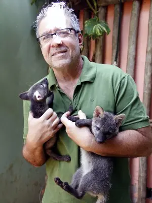 Veterinário com os filhotes Pi e Anda que estão na clínica em Araraquara (Foto: Fabio Rodrigues/G1)