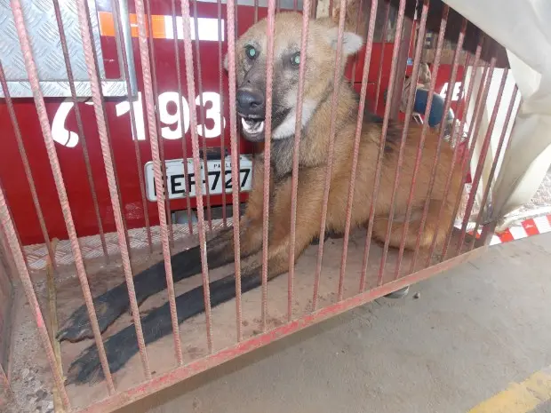 Animal apresentava ferimento na orelha e deverá passar por exames (Foto: Divulgação)