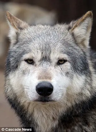 Dos cinco lobos que fugiram, três foram mortos e o restante foi capturado.