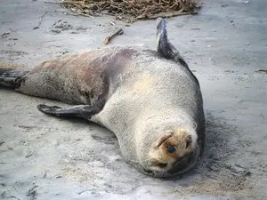 Lobo marinho encontrado em Ilha Comprida, SP (Foto: Arquivo Pessoal/Cristian Negrão da Silva)