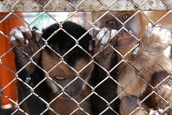 Dois dos doze macacos que estão no centro de recuperação esperando para serem transportados para um abrigo permanente. (Foto: Hernán Andia/Los Tiempos) 