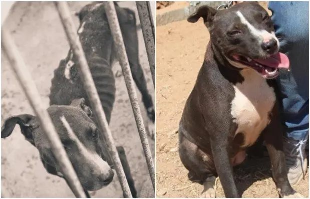 Fotos mostram como Maggie foi achada e como a cadela está hoje (Foto: Reprodução/ Recanto dos Pit Bulls)