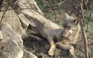 Cinco lobos morreram por causas humanas (Foto: Jornal de notícias)