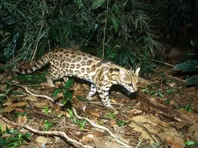 Análise genética identificou que animais que vivem no Sul e no Sudeste na verdade pertencem a espécie distinta daqueles do Nordeste (Foto: Projeto Gatos do Mato - Brasil / Divulgação)