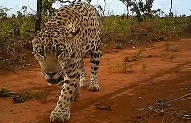 Cerca de 40 onças pintadas adultas vivem atualmente na reserva (Foto: Reprodução)