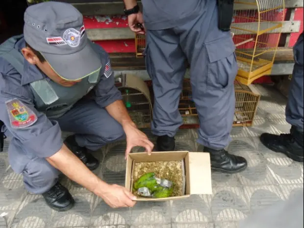 Pássaros resgatados eram mantidos em péssimas condições. (Foto: Divulgação/ Polícia Militar Ambiental)