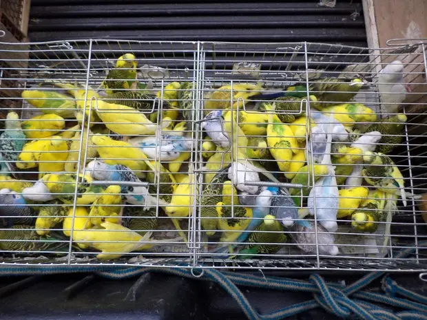 Animais estavam em gaiolas, dentro de caminhonete em Cariacica. (Foto: Divulgação/Polícia Militar Ambiental)