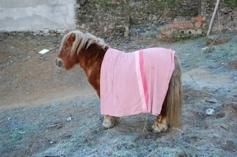 A autora da campanha no Facebook cobriu o animal com uma manta. (Foto: Divulgação)