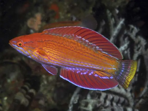 Novo peixe budião é descoberta na Indonésia  (Foto: (AP Photo/Conservation International, Gerald Allen))