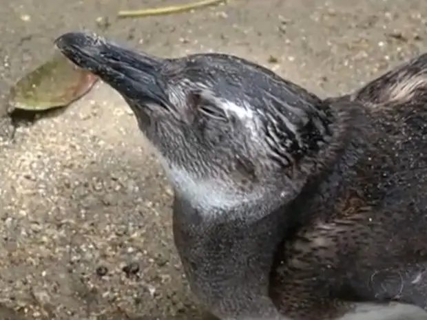 Pinguim é encontrado na Praia do Paraíso, em Angra dos Reis, RJ (Foto: Reprodução /TV Rio Sul)