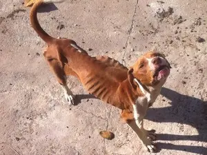 Pit bull foi encontrada em estado crítico de saúde em Sorocaba (SP). (Foto: Adriana Fratini/Divulgação)