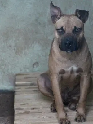 Índio é um dos animais resgatados na chácara (Foto: Reprodução/ Recanto dos Pit Bulls)