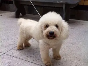 Poodle está aguardando por donos (Foto: Divulgação)