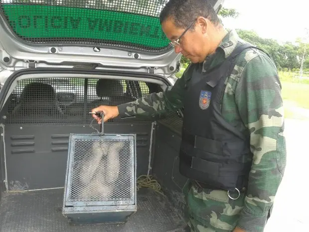 A preguiça resgatada estava sem comer e corria risco de adoecer.  O animal será encaminhado para o Instituto Brasileiro do Meio Ambiente e dos Recursos Naturais Renováveis (Ibama), onde ficará no Centro de Tratamento de Animais Silvestres (Cetas), para receber os cuidados necessários. (Foto: Carolina Sanches/Divulgação)