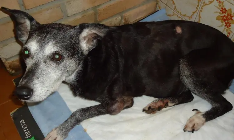 Cachorra idosa precisa fazer exame caro para tratamento de câncer. (Foto: Divulgação).