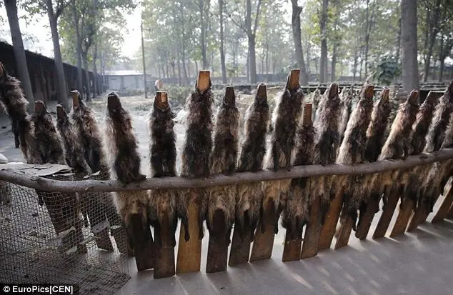 Suas peles são esticadas nas cercas da fazenda para secar e são utilizadas por amantes do mundo da moda em todo o mundo.