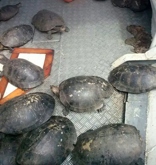 (Foto: Divulgação)